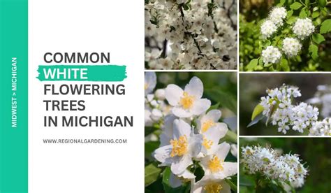 white flowering trees in michigan|flowering trees in michigan identification.